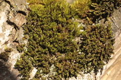 Nyholmiella obtusifolia