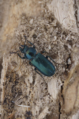 Platycerus canae