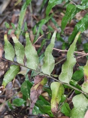 Lindsaea heterophylla