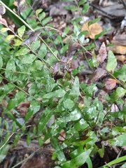 Lindsaea heterophylla