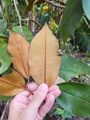 Chrysophyllum oliviforme