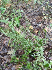 Lindsaea heterophylla