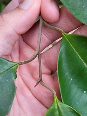 Chrysophyllum oliviforme