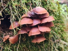 Kuehneromyces lignicola