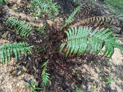 Blechnum orientale