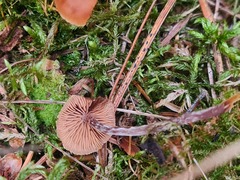 Kuehneromyces lignicola