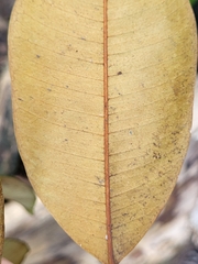 Chrysophyllum oliviforme