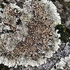 Protoparmeliopsis muralis