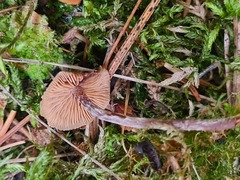 Kuehneromyces lignicola