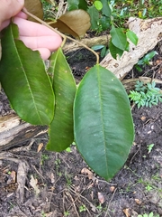 Chrysophyllum oliviforme