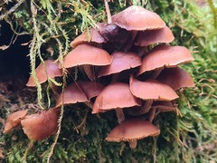 Kuehneromyces lignicola