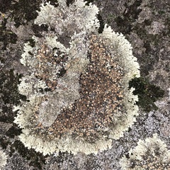 Protoparmeliopsis muralis