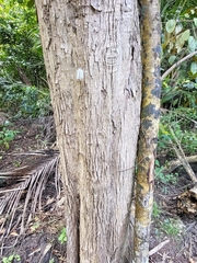 Chrysophyllum oliviforme