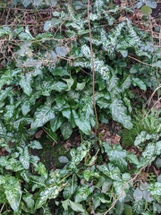 Arum italicum italicum