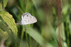 Hemiargus