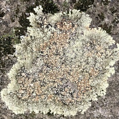 Protoparmeliopsis muralis