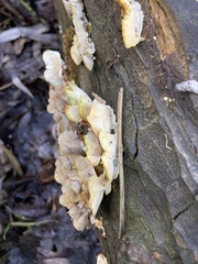 Trametes versicolor