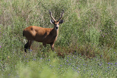 Blastocerus dichotomus