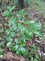 Cinnamomum burmanni