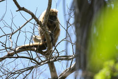 Alouatta caraya