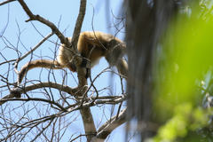 Alouatta caraya