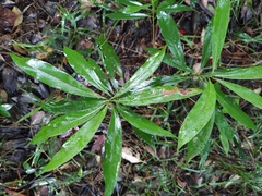 Machilus
