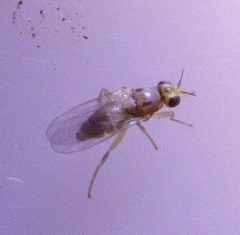 Elachiptera
