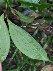 Cinnamomum burmanni