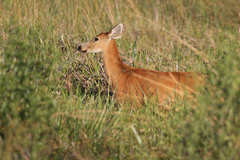 Blastocerus dichotomus