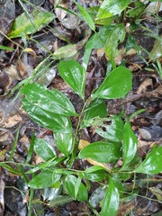 Cinnamomum burmanni
