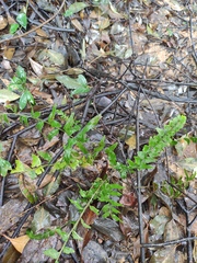 Lindsaea heterophylla