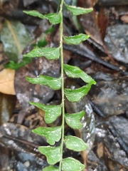 Lindsaea heterophylla