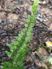 Lindsaea heterophylla