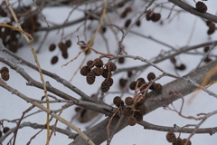 Alnus incana