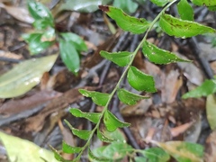 Lindsaea heterophylla
