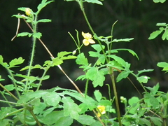 Erysiphe macleayae