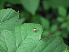 Physosmaragdina nigrifrons