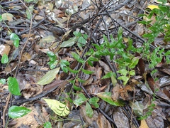Lindsaea heterophylla
