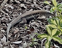Pholidoscelis exsul