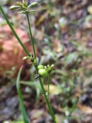 Dianella ensifolia