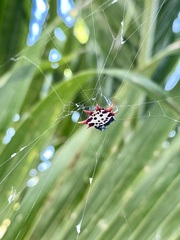 Gasteracantha cancriformis