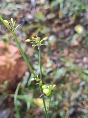 Dianella ensifolia