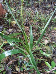 Dianella ensifolia