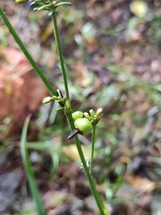 Dianella ensifolia