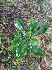 Gardenia jasminoides