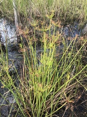 Cyperus haspan