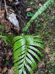 Blechnum orientale