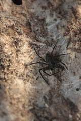 Philodromus margaritatus