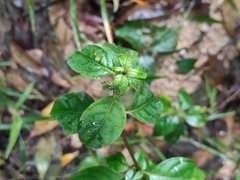 Mussaenda pubescens