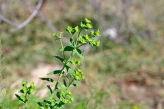 Euphorbia serrata